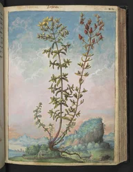 Hypericum perforatum, de "Pinturas de Flora de los Estados Romanos" de Gherardo Cibo, Add MS 22333, f083r, c.1564-84 (acuarela y gouache sobre papel)