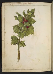 Ilex aquifolium (acebo), de "Pinturas de la flora de los estados romanos" de Gherardo Cibo, Add MS 22333, f182v, c.1564-84 (acuarela y gouache sobre papel)