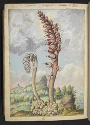 Lathrea squammaria, de "Pinturas de flora de los estados romanos" de Gherardo Cibo, Add MS 22333, f178v, c.1564-84 (acuarela y gouache sobre papel)