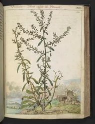 Lepidium graminifolium, de "Pinturas de Flora de los Estados Romanos" de Gherardo Cibo, Add MS 22333, f120r, c.1564-84 (acuarela y gouache sobre papel)