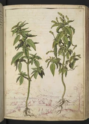 Mercurialis annua, de "Pinturas de flora de los estados romanos" de Gherardo Cibo, Add MS 22333, f056r, c.1564-84 (acuarela y gouache sobre papel)