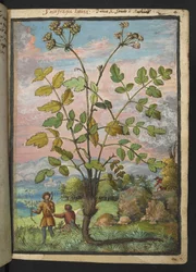 Oenanthe crocata, de "Pinturas de flora de los estados romanos" de Gherardo Cibo, Add MS 22333, f008r, c.1564-84 (acuarela y gouache sobre papel)