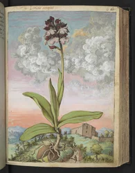 Orchis serapias, de "Pinturas de Flora de los Estados Romanos" de Gherardo Cibo, Add MS 22333, f063r, c.1564-84 (acuarela y gouache sobre papel)