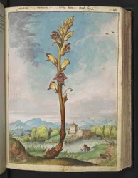 Orobanche gracilis, de "Pinturas de flora de los estados romanos" de Gherardo Cibo, Add MS 22333, f070r, c.1564-84 (acuarela y gouache sobre papel)