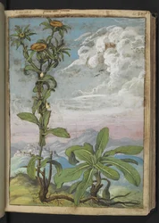 Pallenis spinosa, de "Pinturas de flora de los estados romanos" de Gherardo Cibo, Add MS 22333, f040r, c.1564-84 (acuarela y gouache sobre papel)