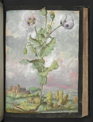Papaver somniferum: una planta con pétalos blancos, de "Pinturas de la flora de los estados romanos" de Gherardo Cibo, Add MS 22333, f108r, c.1564-84 (acuarela y gouache sobre papel)