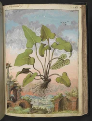 Phyllitis hemionitis, de "Paintings of Flora of the Roman States" de Gherardo Cibo, Add MS 22333, f143r, c.1564-84 (acuarela y gouache sobre papel)