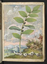 Polygonatum odoratum: Una planta. Un hombre con un pico, de "Paintings of Flora of the Roman States" de Gherardo Cibo, Add MS 22333, f025r, c.1564-84 (acuarela y gouache sobre papel)