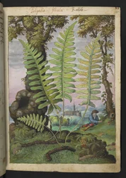 Polypodium, de "Pinturas de Flora de los Estados Romanos" de Gherardo Cibo, Add MS 22333, f015r, c.1564-84 (acuarela y gouache sobre papel)