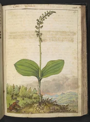 Posiblemente Ophrys apifera (orquídea abeja), de "Pinturas de la flora de los estados romanos" de Gherardo Cibo, Add MS 22333, f139r, c.1564-84 (acuarela y gouache sobre papel)