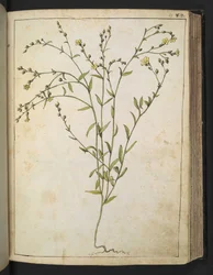 Ranunculus bulbosus: una planta con flores amarillas, de "Pinturas de la flora de los estados romanos" de Gherardo Cibo, Add MS 22333, f088r, c.1564-84 (acuarela y gouache sobre papel)