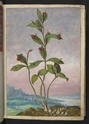 Ruscus hypoglossum: una planta que produce bayas rojas, de "Pinturas de la flora de los estados romanos" de Gherardo Cibo, Add MS 22333, f024r, c.1564-84 (acuarela y gouache sobre papel)