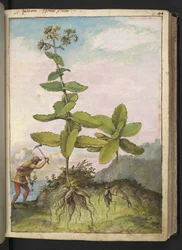 Sedum telephium, de "Pinturas de flora de los estados romanos" de Gherardo Cibo, Add MS 22333, f043r, c.1564-84 (acuarela y gouache sobre papel)