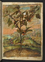 Solanum nigrum: una planta con fruta naranja, de "Pinturas de la flora de los estados romanos" de Gherardo Cibo, Add MS 22333, f007r, c.1564-84 (acuarela y gouache sobre papel)