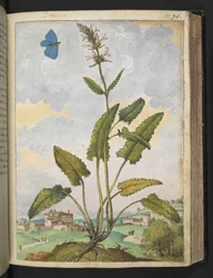 Stachys officinalis, de "Pinturas de flora de los estados romanos" de Gherardo Cibo, Add MS 22333, f093r, c.1564-84 (acuarela y gouache sobre papel)