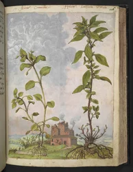 Stellaria media, posiblemente Stellaria media, de "Pinturas de flora de los estados romanos" de Gherardo Cibo, Add MS 22333, f113r, c.1564-84 (acuarela y gouache sobre papel)