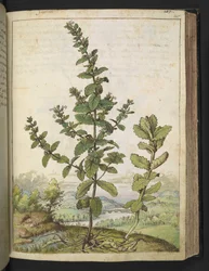 Teucrium scordium, de "Pinturas de Flora de los Estados Romanos" de Gherardo Cibo, Add MS 22333, f105r, c.1564-84 (acuarela y gouache sobre papel)