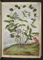 Vinca minor (bígaro), de "Pinturas de flora de los estados romanos" de Gherardo Cibo, Add MS 22333, f026r, c.1564-84 (acuarela y gouache sobre papel)