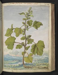 Xanthium strumarium, de "Pinturas de la flora de los estados romanos" de Gherardo Cibo, Add MS 22333, f110r, c.1564-84 (acuarela y gouache sobre papel)