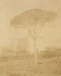 [Árbol en jardín formal fuera del Palazzo], 1860s-70s