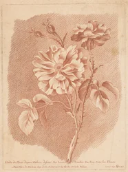 Bloemen Estudio de Flower after Nature dibujado por tessier Painter de Roy For Flowers (título sobre el objeto)