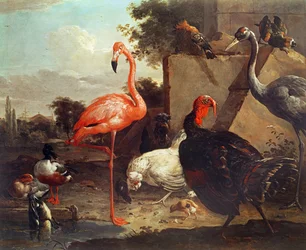 Aves varias
