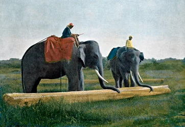 Elefantes moviendo un tronco, Ceilán, c1890