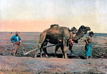 Trabajadores agrícolas arando con un camello, Cáucaso, c. 1890