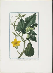 Impresión Vegetal, de Hortus Romanus, Vol. I o II, 1772-93