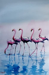 Flamencos rosados vadeando