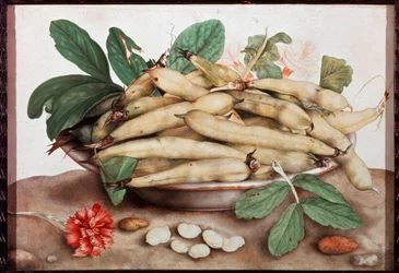 Naturaleza muerta con plato de frijoles Pintura de Giovanna Garzoni (1600-1670) siglo XVII Florencia. Palazzo Pitti