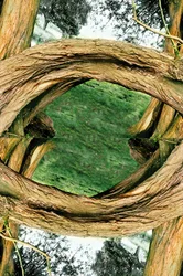 Antinatural 37