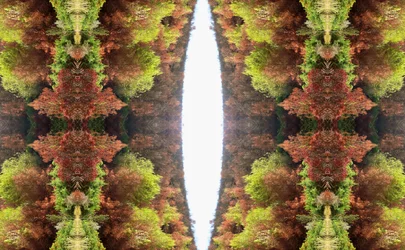 Antinatural 81