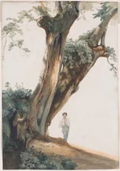 Árboles antiguos en la Campagna romana