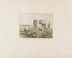 Descanso de los caballos