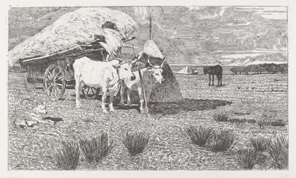 Bueyes uncidos a un carro (Maremma)