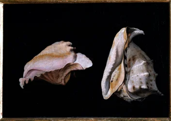 Dos conchas (Naturaleza muerta con conchas marinas)