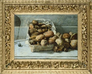 Hongos