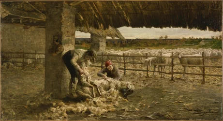 Esquila de ovejas