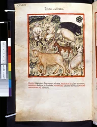 Theatrum sanitatis de Ububchasym de Baldach: "Animalia Castrata", primera década del siglo XIV (miniatura)