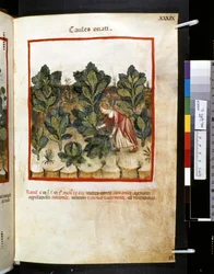 Theatrum sanitatis de Ububchasym de Baldach: "Caules Onati", primera década del siglo XIV (miniatura)