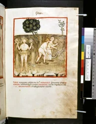 Theatrum sanitatis de Ububchasym de Baldach: "Estas", primera década del siglo XIV (miniatura)