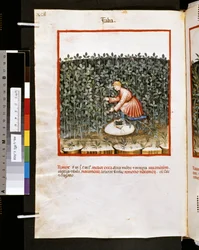 Theatrum sanitatis de Ububchasym de Baldach: "Faba", primera década del siglo XIV (miniatura)