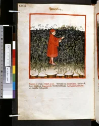Theatrum sanitatis de Ububchasym de Baldach: "Feniculus", primera década del siglo XIV (miniatura)