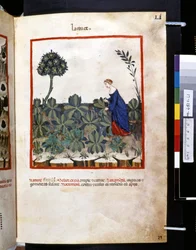 Theatrum sanitatis de Ububchasym de Baldach: "Lactuce", primera década del siglo XIV (miniatura)