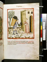 Theatrum sanitatis de Ububchasym de Baldach: "Napones", primera década del siglo XIV (miniatura)