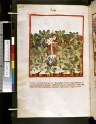 Theatrum sanitatis de Ububchasym de Baldach: "Violación", primera década del siglo XIV (miniatura)