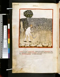 Theatrum sanitatis de Ububchasym de Baldach: "Siligo", primera década del siglo XIV (miniatura)