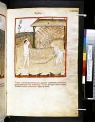 Theatrum sanitatis de Ububchasym de Baldach: "Spelta", primera década del siglo XIV (miniatura)
