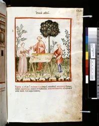 Theatrum sanitatis de Ububchasym de Baldach: "Vinum Album", primera década del siglo XIV (miniatura)
